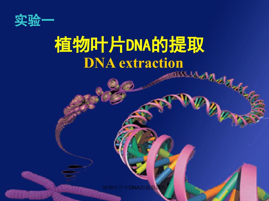 植物叶片中DNA的提取课件_第1页