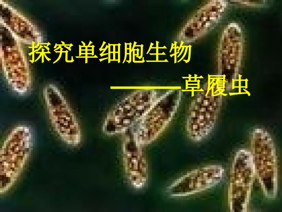 人教版七年级生物上册《探究单细胞生物—草履虫》课件_第1页