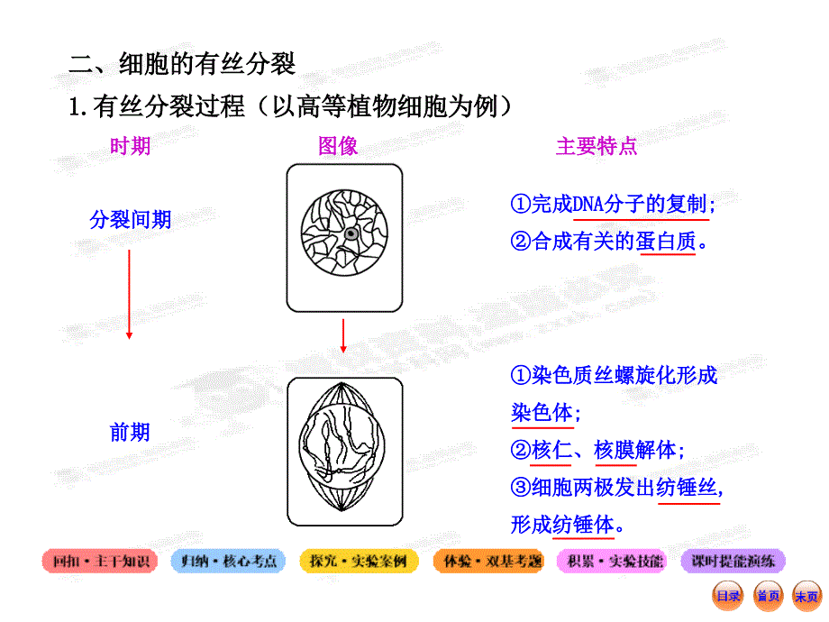 2013版高中生物全程复习方略配套课件（浙科版&#183;浙江专用）：1.4.1细胞的增殖_第4页