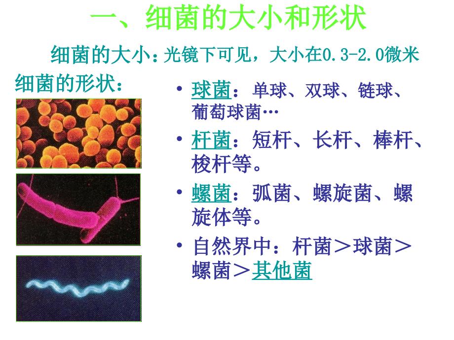 原核生物界课件_第4页