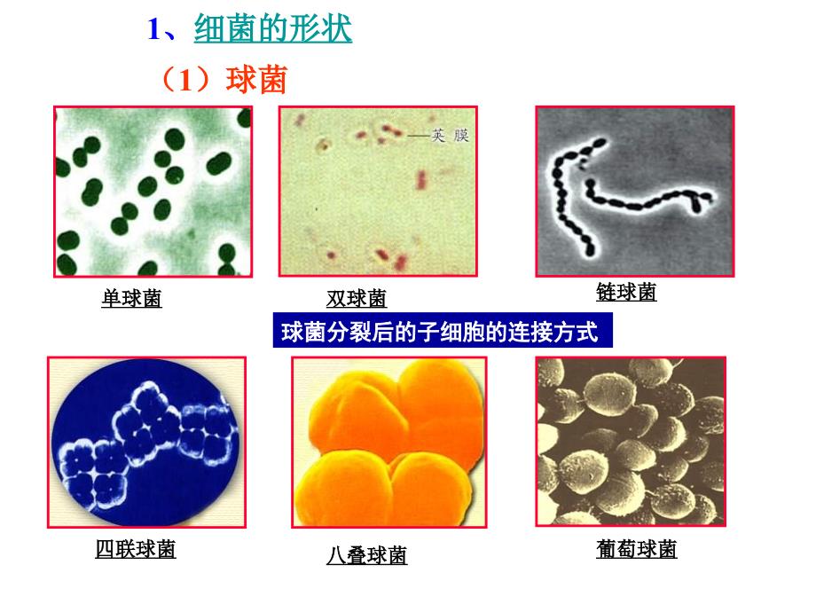 原核生物界课件_第5页