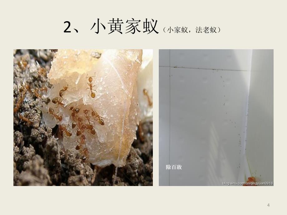 昆虫系列ppt课件_第4页