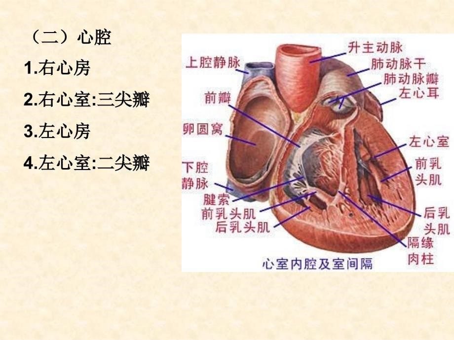 第6章循环系统的结构与功能_第5页