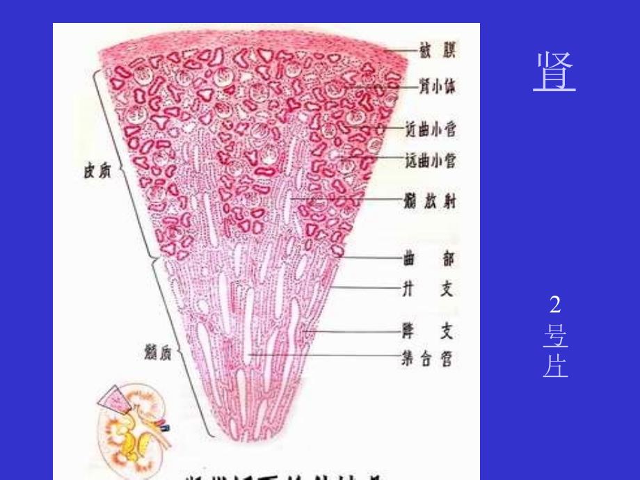 组织学与胚胎学实验课课件：11 泌尿、呼吸系统_第2页