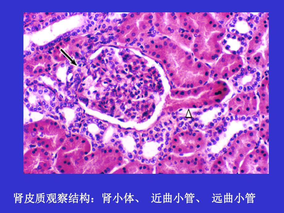 组织学与胚胎学实验课课件：11 泌尿、呼吸系统_第4页