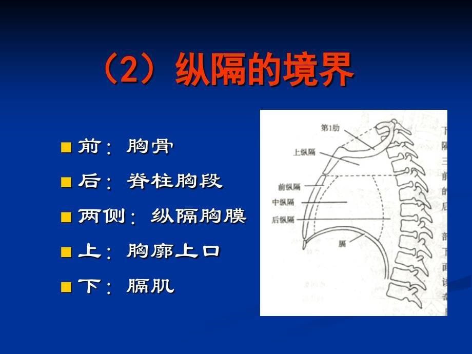 《上纵隔横断面》PPT课件_第5页