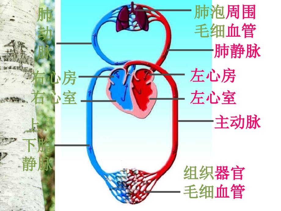 第三节物质运输的路线 (2)_第3页