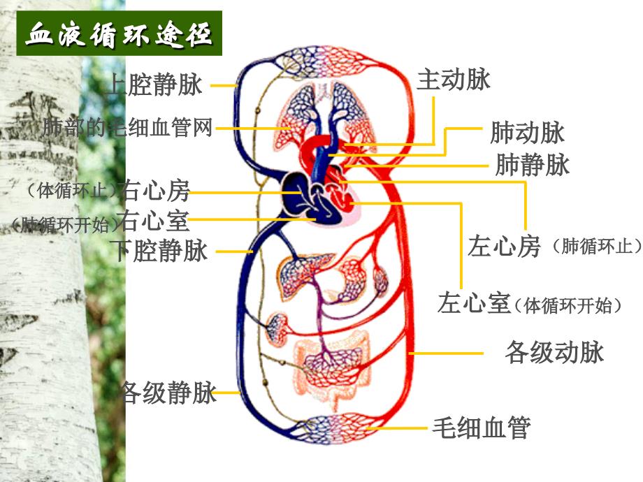 第三节物质运输的路线 (2)_第4页