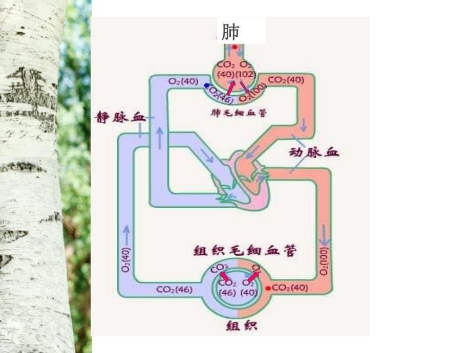 第三节物质运输的路线 (2)_第5页