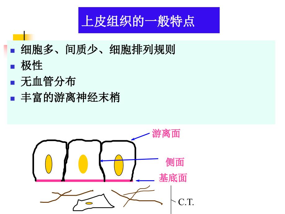 组织学与胚胎学：第2章 上皮组织_第3页