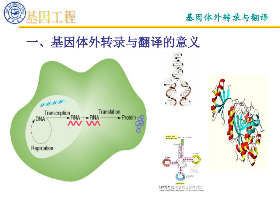 体外转录与翻译课件_第3页