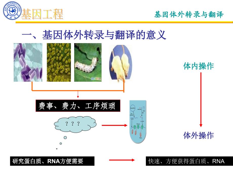 体外转录与翻译课件_第4页