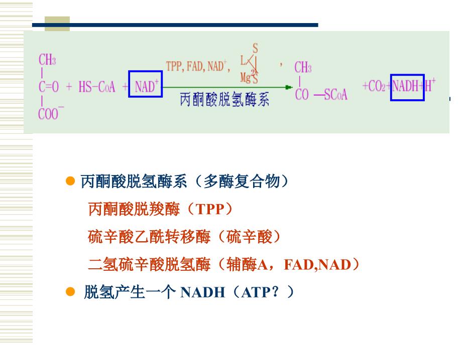 丙酮酸脱氢酶系多酶复合物_第1页