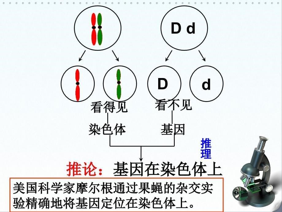 2.2 遗传的染色体学说_第5页