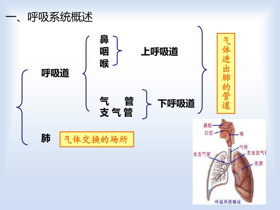 幼儿呼吸系统及保健_第3页