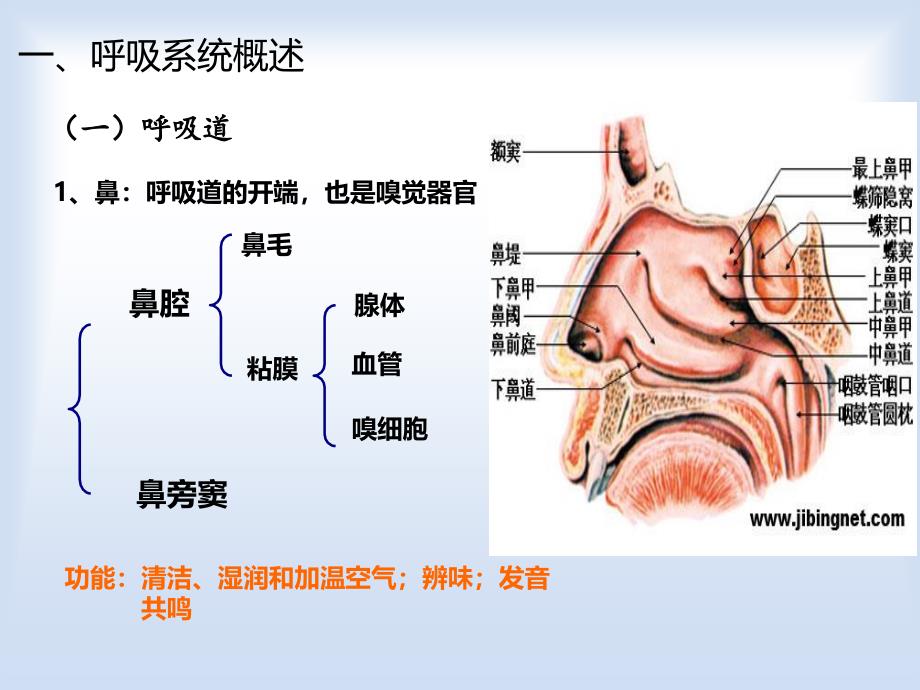 幼儿呼吸系统及保健_第4页