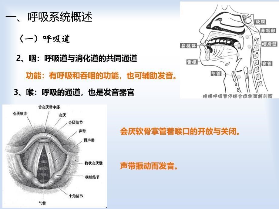 幼儿呼吸系统及保健_第5页