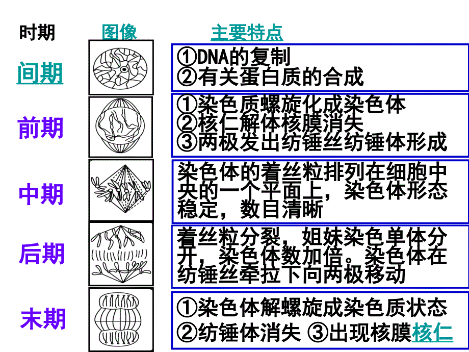 细胞的增值考情分析教学课件_第4页