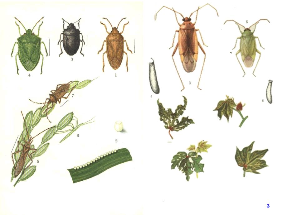 园林植物昆虫学课件第六章园林植物害虫分类半缨脉_第3页