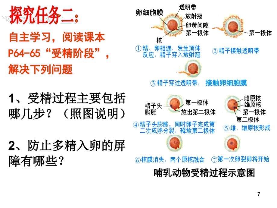 体内受精和早期胚胎发育公开课PPT优秀课件_第5页