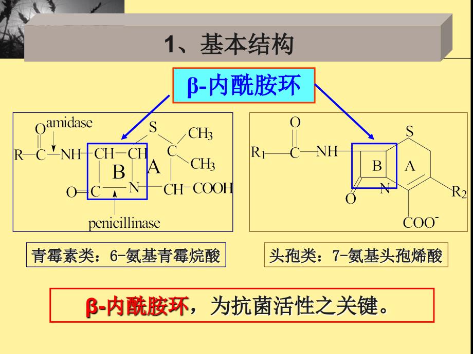 《内酰胺类抗生素》PPT课件_第3页