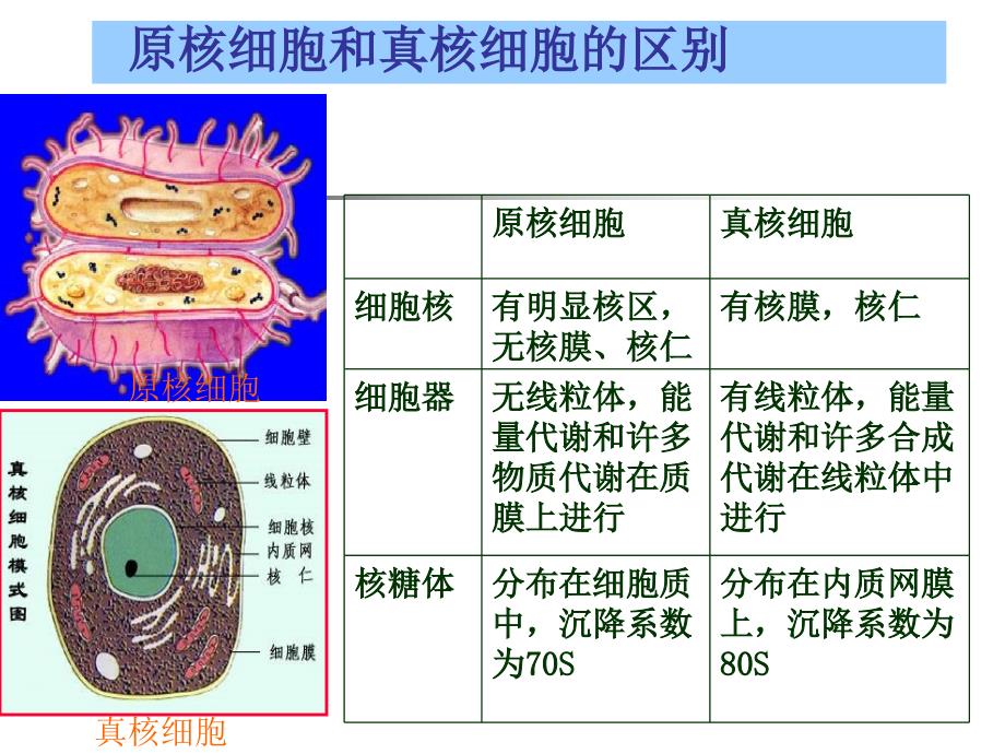 原核微生物形态构造及功能1刘课件_第2页