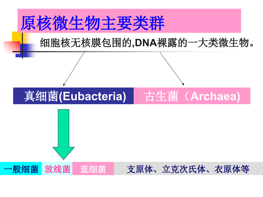 原核微生物形态构造及功能1刘课件_第4页