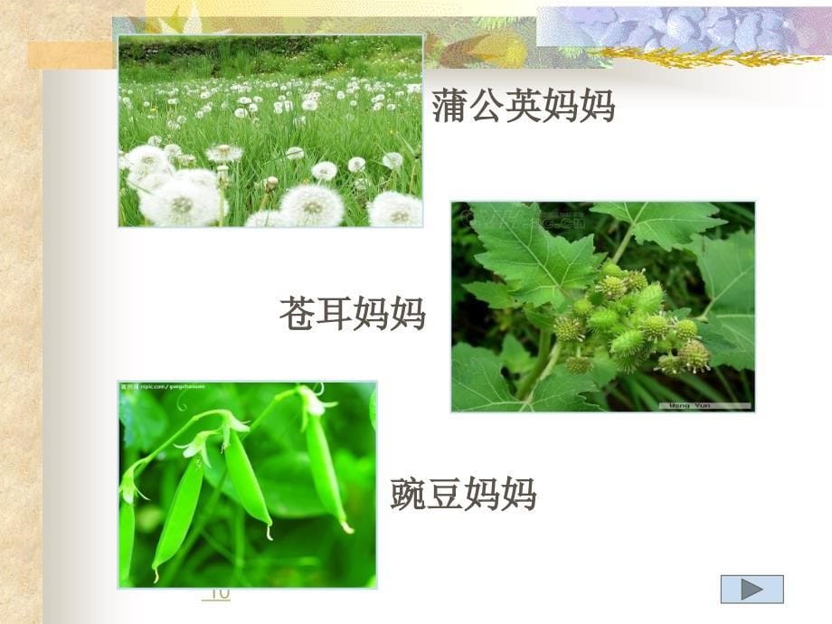 植物妈妈有办法课件.ppt_第5页