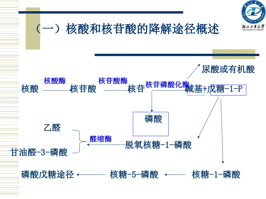 第十章核酸代谢_第3页