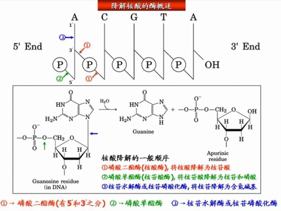 第十章核酸代谢_第5页