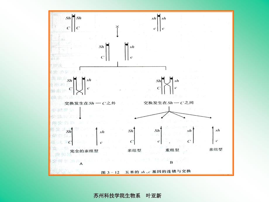 遗传第四章连锁遗传_第4页