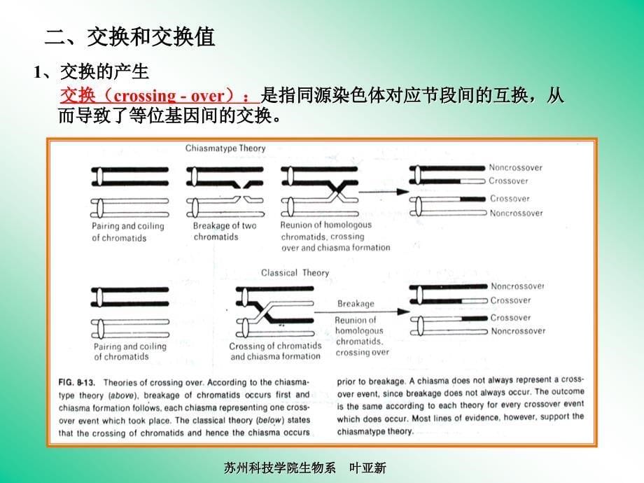 遗传第四章连锁遗传_第5页