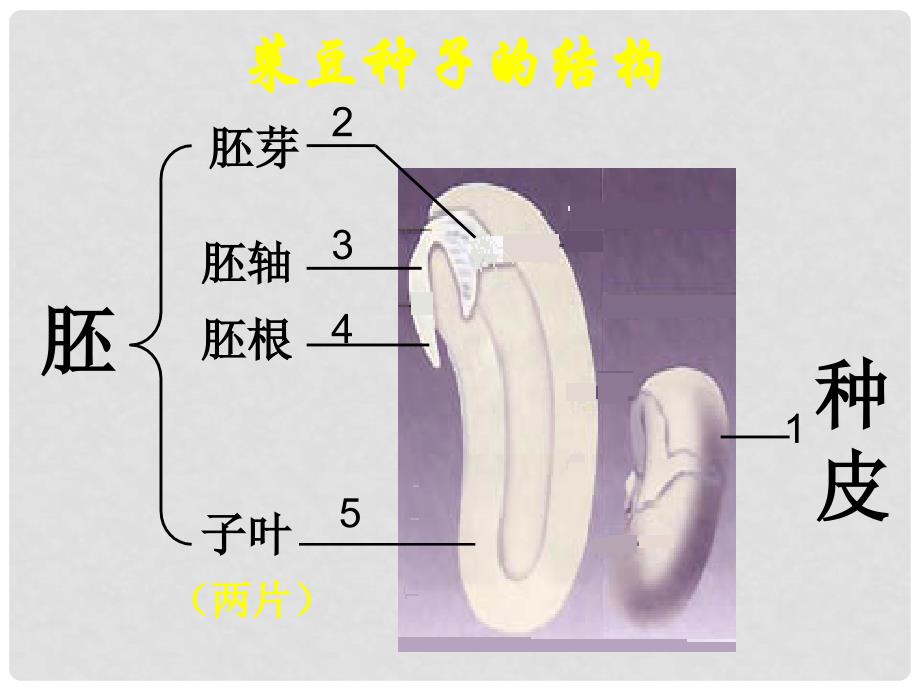 广东省江门市福泉奥林匹克学校七年级生物上册《种子植物》课件_第4页