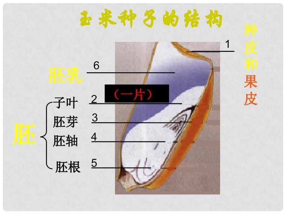 广东省江门市福泉奥林匹克学校七年级生物上册《种子植物》课件_第5页