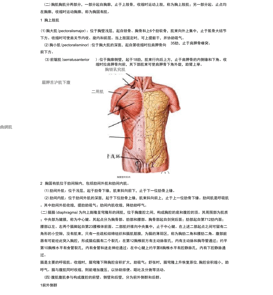 躯干肌—系统解剖_第2页