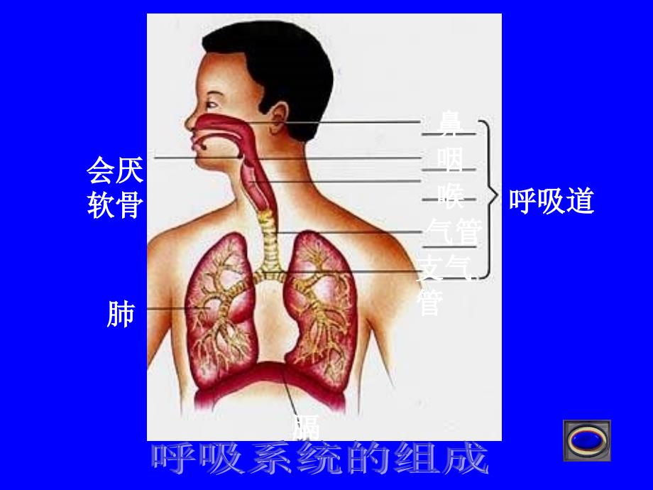 呼吸道对空气的处理11795_第2页