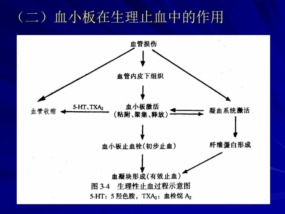 一血小板的止血功能精品PPT课件_第2页