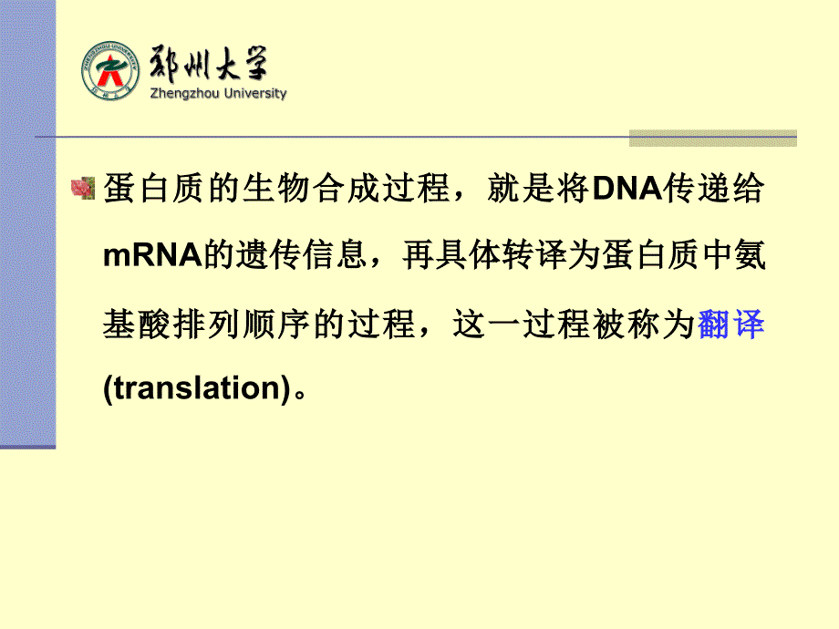 生物化学：第十四章 蛋白质的生物合成（翻译）_第2页