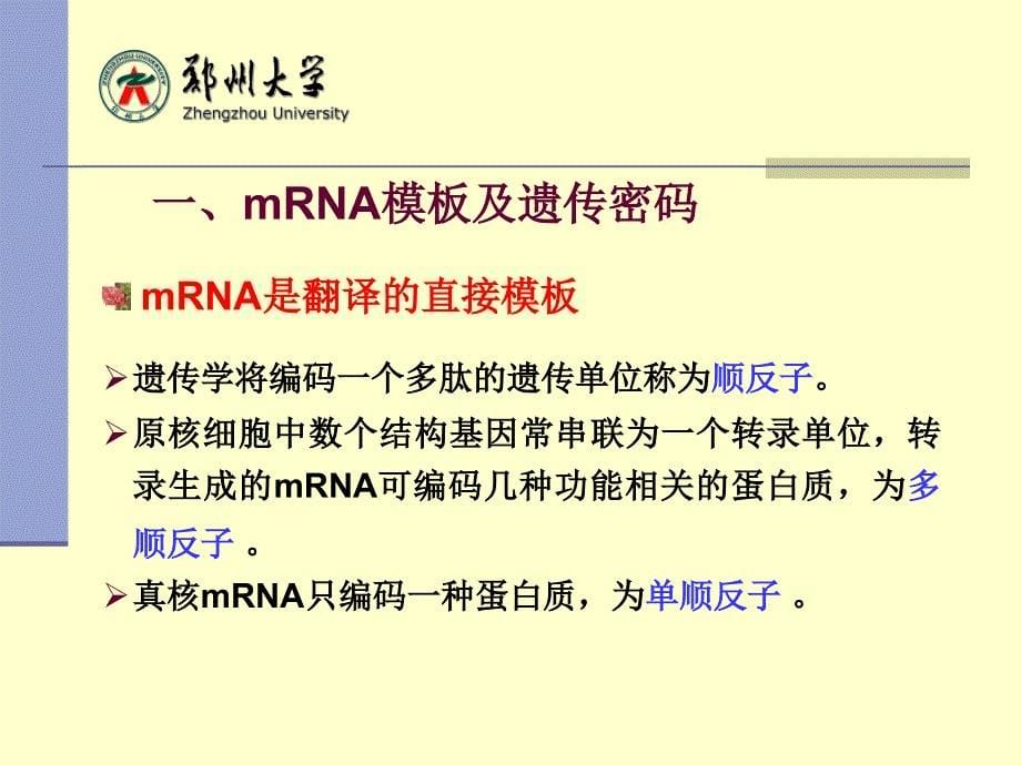 生物化学：第十四章 蛋白质的生物合成（翻译）_第5页