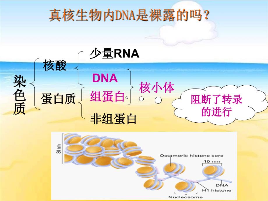 染色质结构与基因转录_第3页