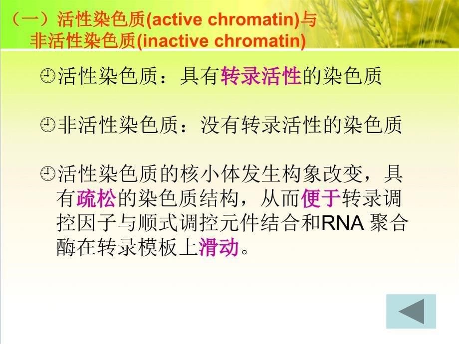 染色质结构与基因转录_第5页