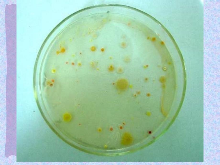 八年级生物第四章第一节细菌和真菌的分布课件上课用_第4页