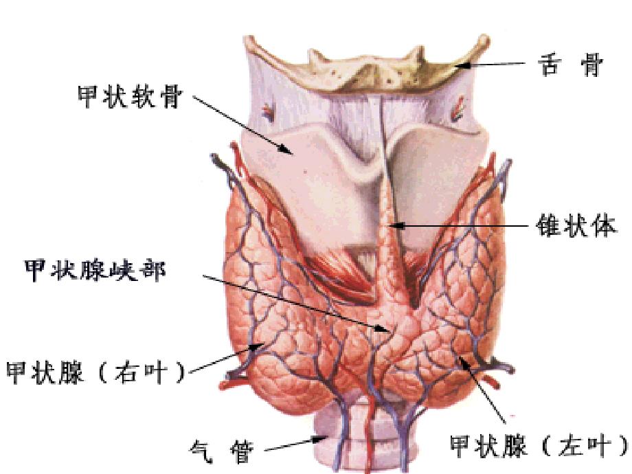 《甲状腺功能亢进症》PPT课件_第3页