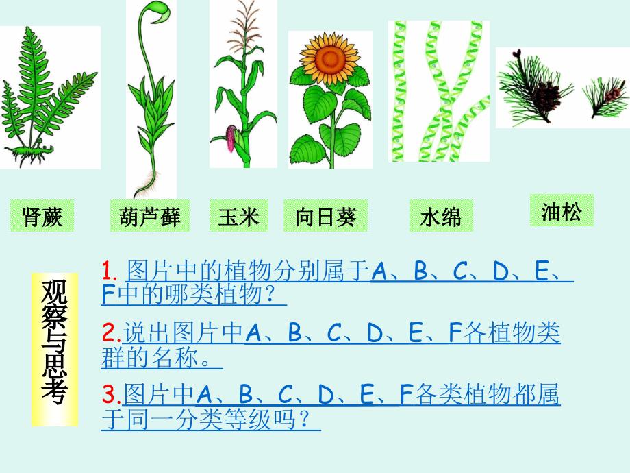 611尝试对生物进行分类_第4页