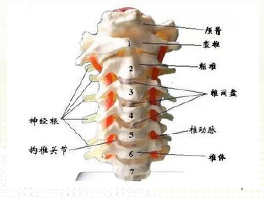 颈椎病诊疗及康复锻炼PPT精品文档_第4页