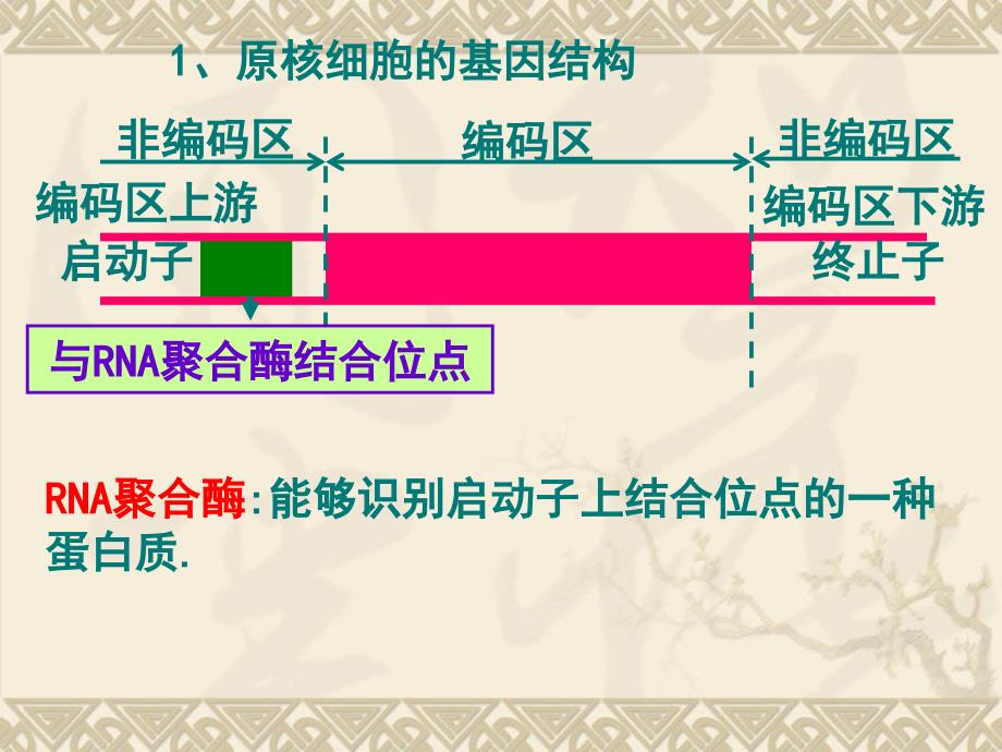 最新原核细胞的基因结构ppt课件_第2页