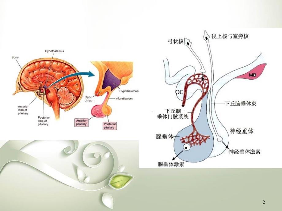 （精选课件）下丘脑与垂体_第2页