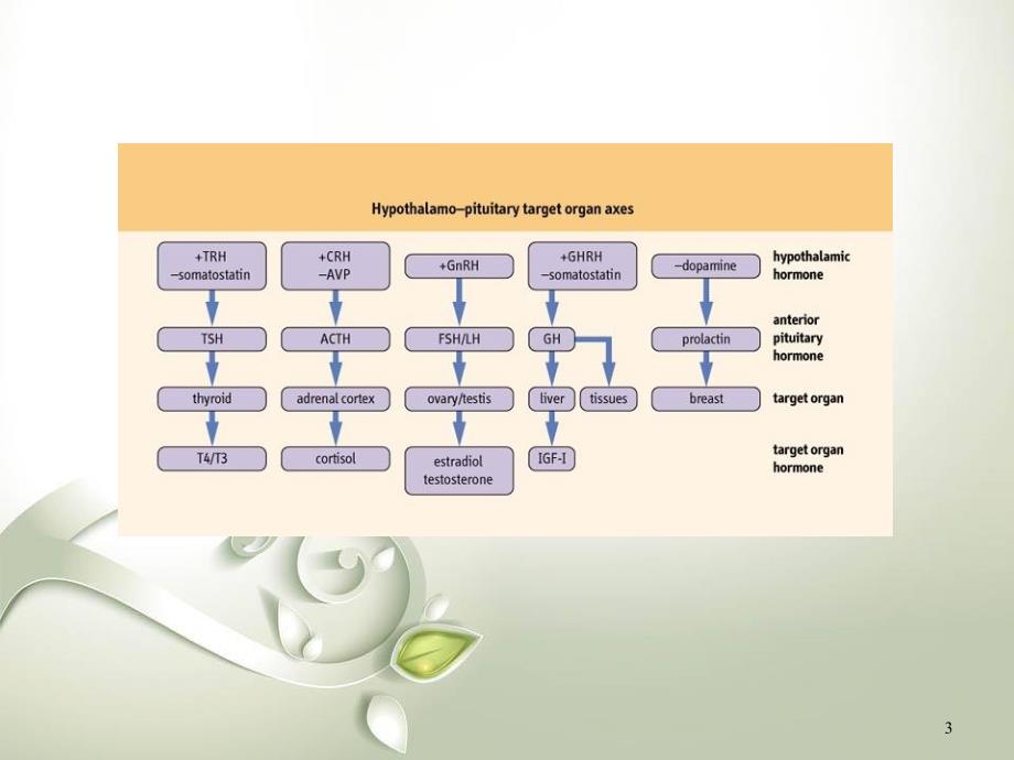 （精选课件）下丘脑与垂体_第3页