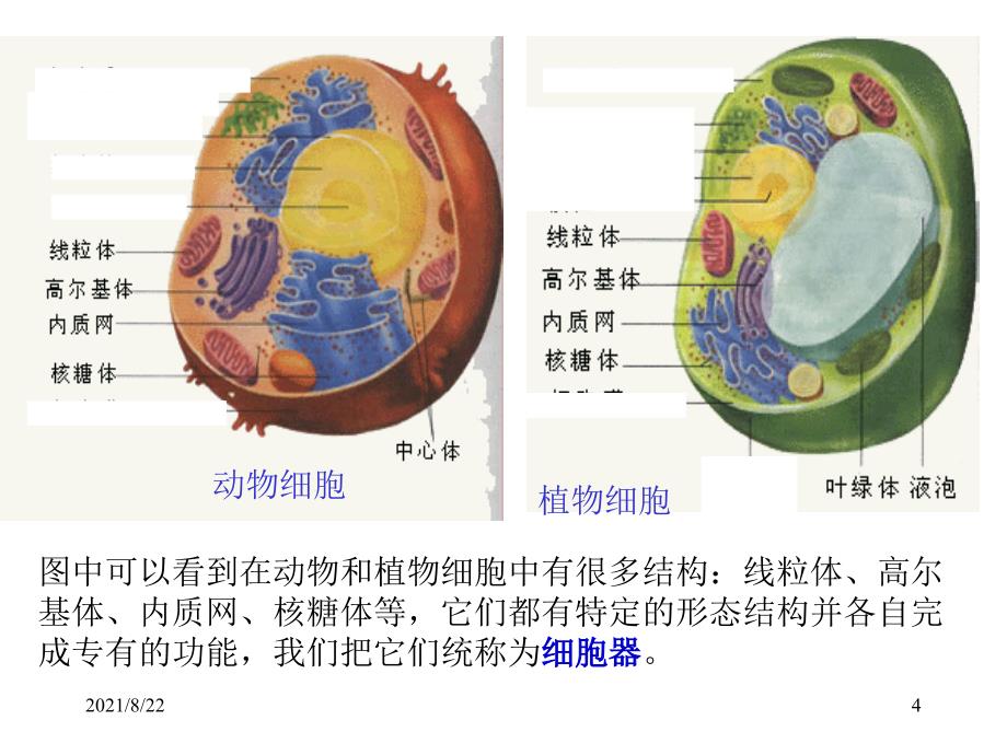 植物细胞结构图推荐课件_第4页