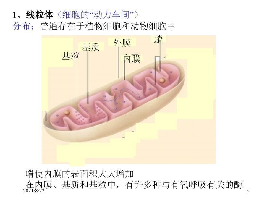 植物细胞结构图推荐课件_第5页